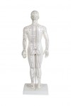 Anatomisches Modell des männlichen menschlichen Körpers 50 cm: 361 Akupunkturpunkte und 80 merkwürdige Punkte